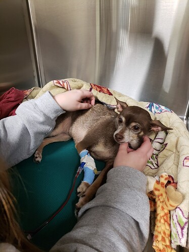 Stella receiving emergency veterinary care for IMHA