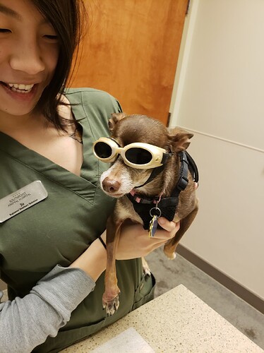 Stella during IMHA treatment and recovery phase