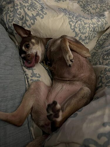 Stella today - thriving after IMHA treatment