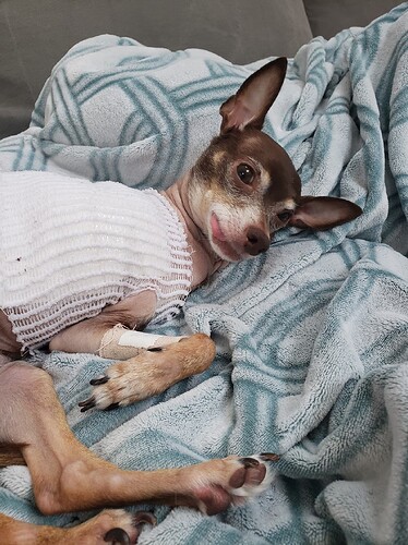 Stella post-surgery recovering from IMHA complications