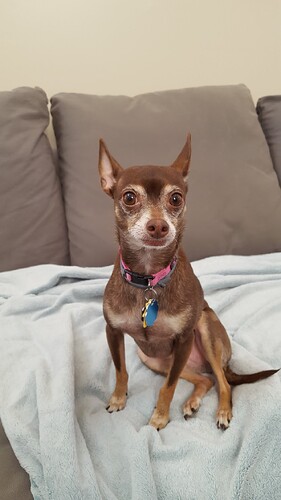 Stella before IMHA diagnosis - a healthy, energetic dog